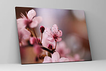 Obraz Kvet jablone 1385